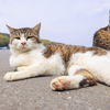 猫の島・田代島にてⅦ