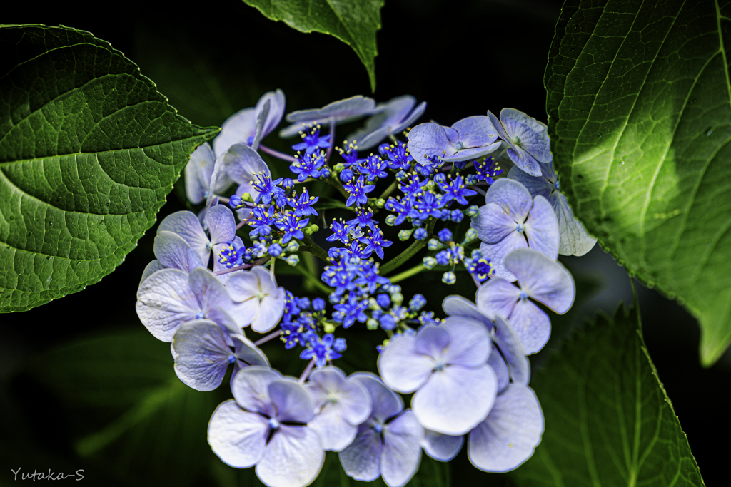 我が家の紫陽花Ⅳ