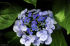 我が家の紫陽花Ⅳ
