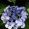 我が家の紫陽花Ⅳ