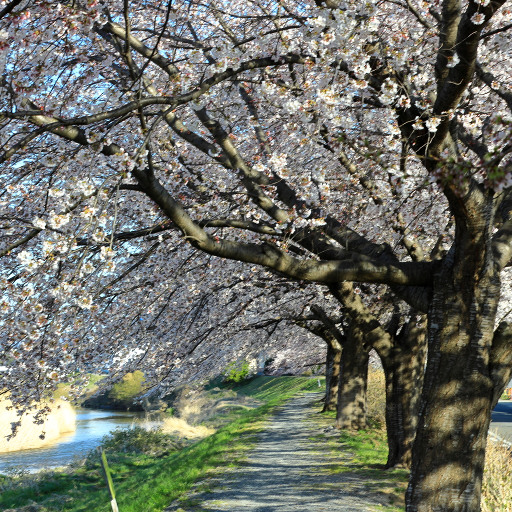 桜の小径