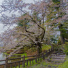桜の小路