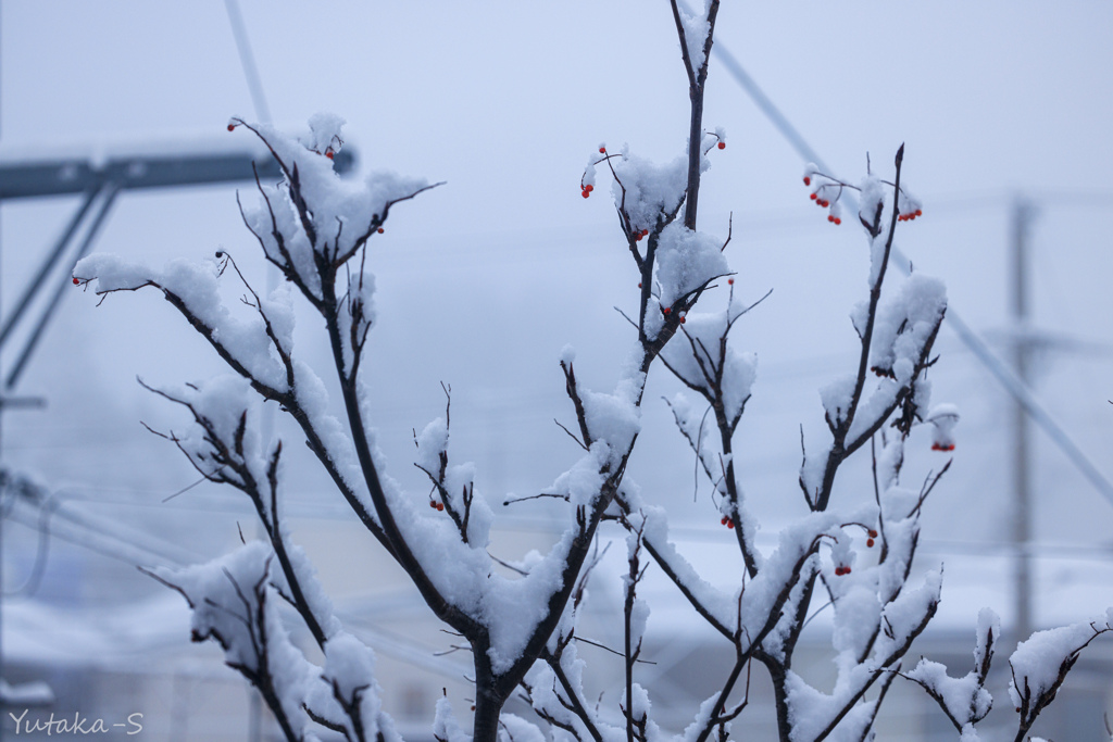 雪の朝