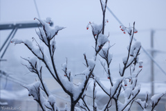 雪の朝