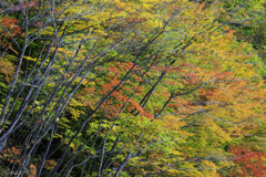 錦織り成す