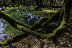 苔生す