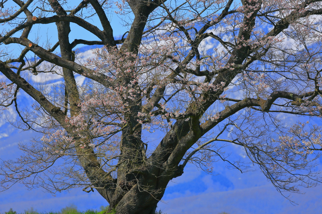 開花３日目