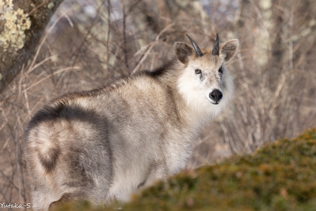ひょっこり現れたのは