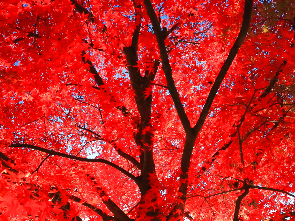 紅　