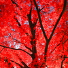 紅　