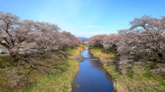 藤田川の桜並木Ⅰ