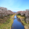 藤田川の桜並木Ⅰ