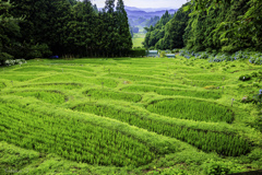 棚田の風景