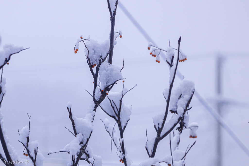 雪の朝