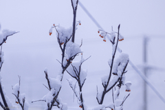 雪の朝