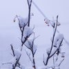 雪の朝