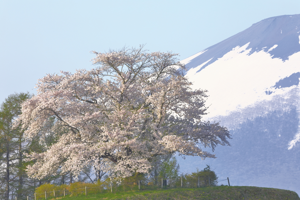 朝日に輝く