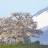 朝日に輝く