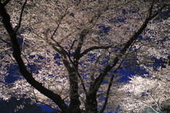 夜桜・・どう撮る