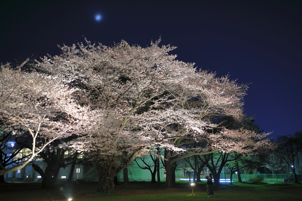 夜桜・酔い桜