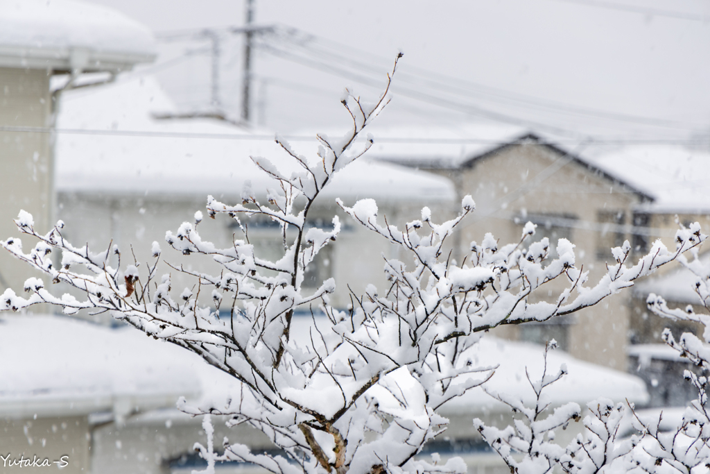 雪の花咲く