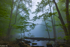 霧沼