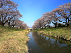 藤田川の桜並木Ⅱ