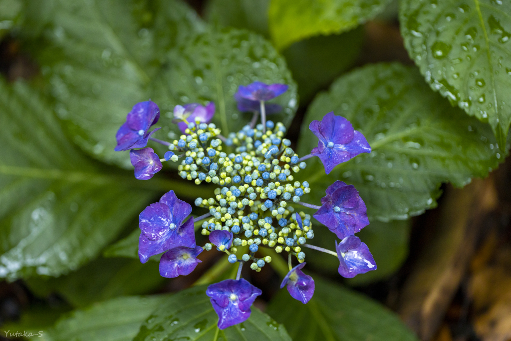 玄関先の紫陽花