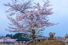 水辺の桜
