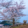 水辺の桜