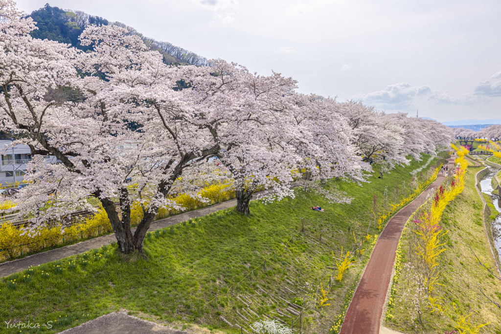 白石川・一目千本桜Ⅲ