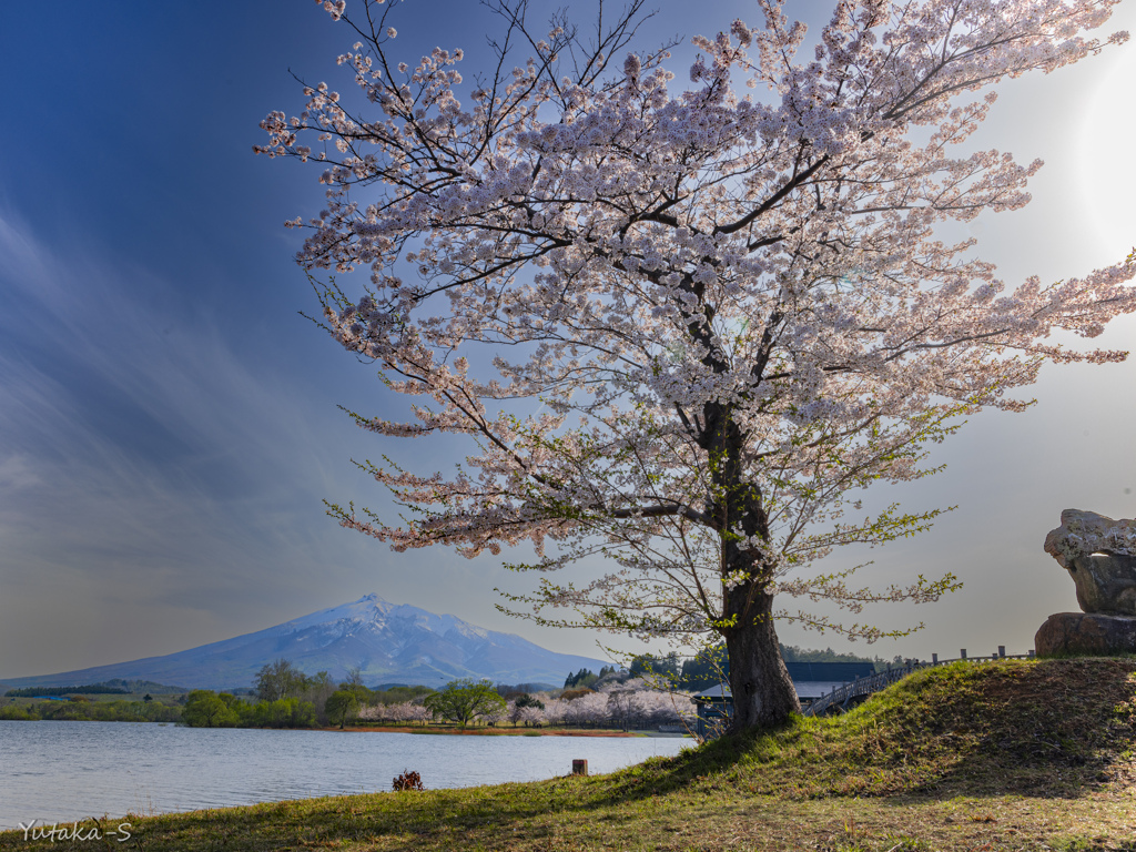 水辺の桜・春を歓ぶ