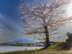 水辺の桜・春を歓ぶ