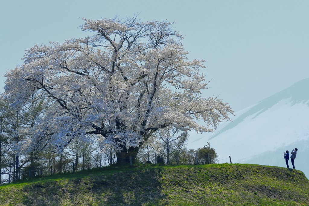 桜ショット