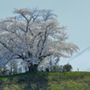 桜ショット