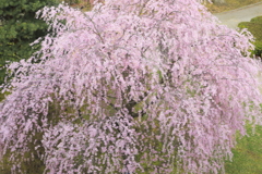 枝垂れ桜俯瞰