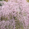 枝垂れ桜俯瞰