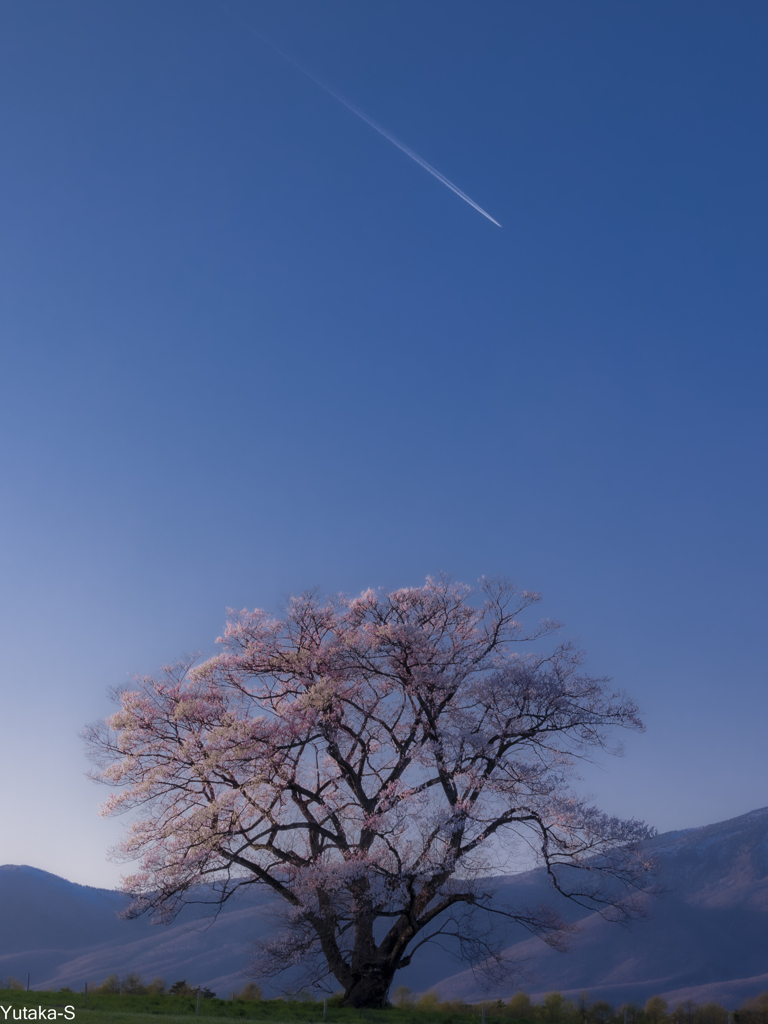 桜サンセット