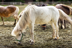 謹賀新年 今年もよろしくお願いいたします。