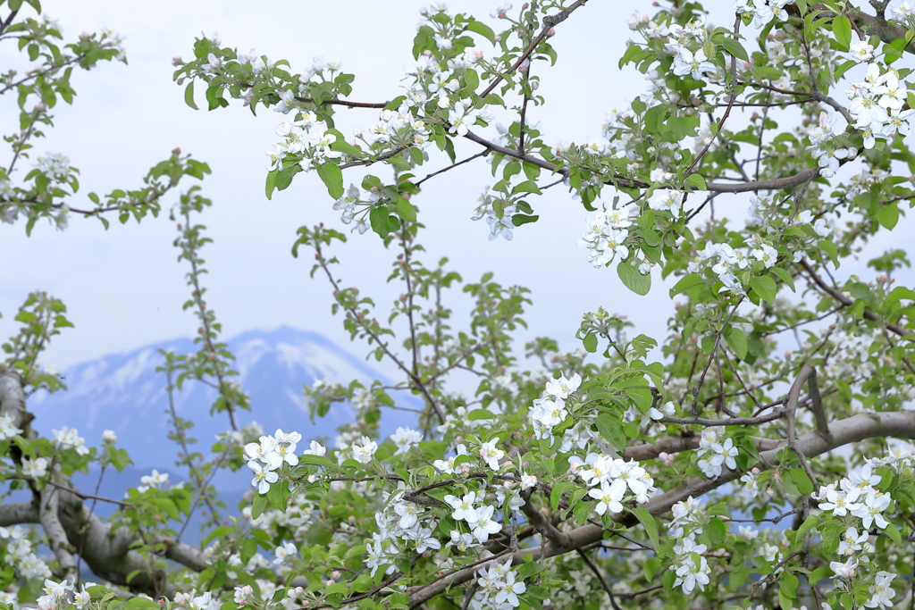 林檎の花咲く頃