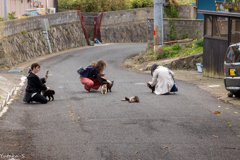 猫の島・田代島Ⅲ