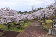 日和山桜景色Ⅱ