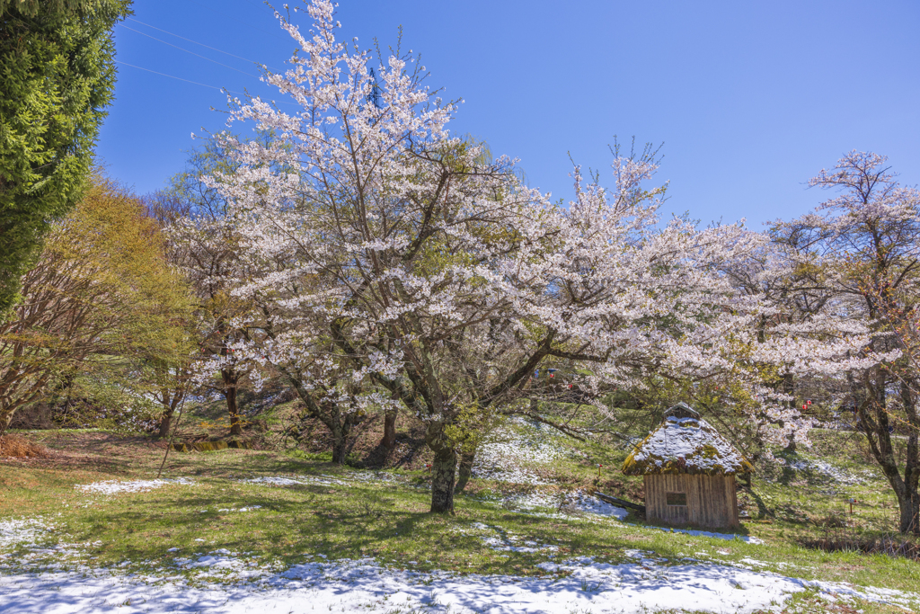 雪降りました！