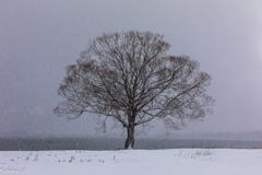風雪に立つシンボルツリー