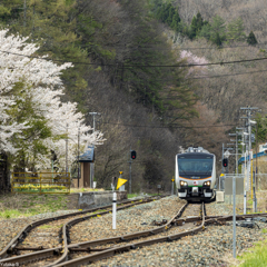 桜のある駅