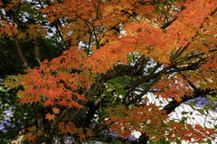 彩深まるⅤ