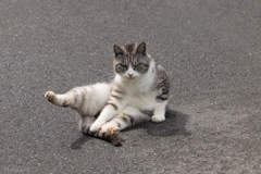 猫の島・田代島にて