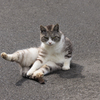 猫の島・田代島にて