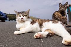 猫の島・田代島Ⅱ