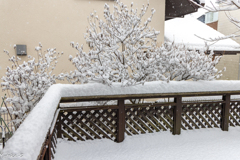 降雪18cmでした